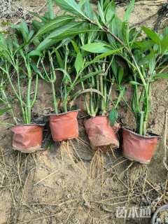 高度20厘米翠芦莉