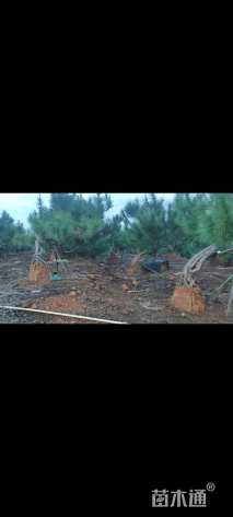 高度120厘米松柏