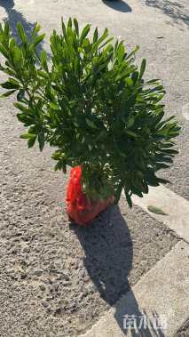 高度40厘米雀舌黄杨