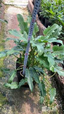 高度30厘米朱槿