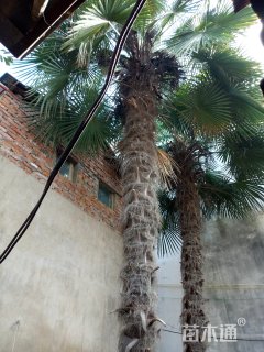 裸干高550厘米大王椰子