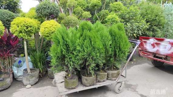 高度300厘米塔柏