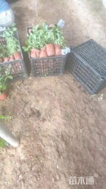 高度20厘米蓝雪花