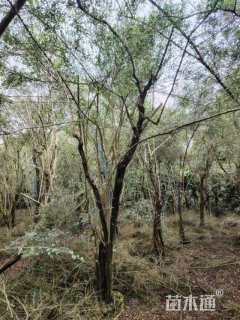 高度1500厘米黄金艾蒿