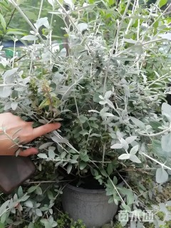 高度30厘米水果兰