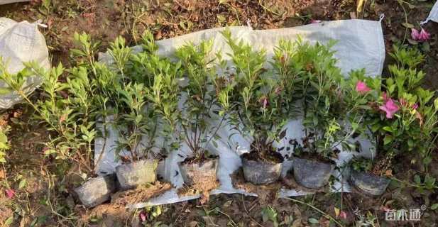 高度20厘米春鹃