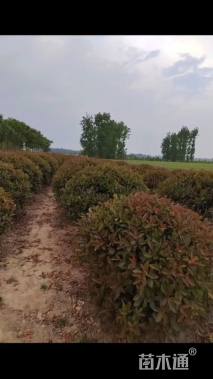 冠幅120厘米红叶石楠球