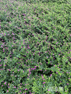 高度30厘米满天星