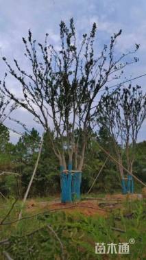 100公分(5杆)丛生朴树