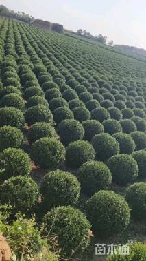 冠幅1.5厘米卫矛球