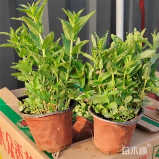 高度18厘米千屈菜