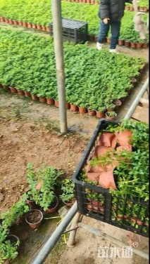 高度20厘米雪茄花