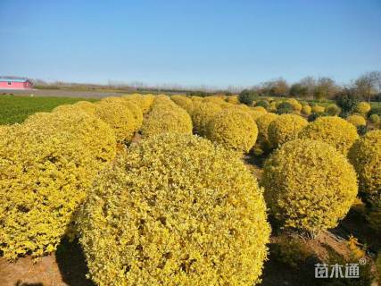 高度140厘米金姬小蜡球