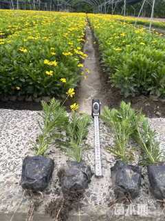 高度20厘米黄金菊
