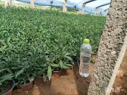 高度20厘米紫菀