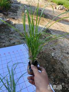 高度30厘米金红羽狼尾草