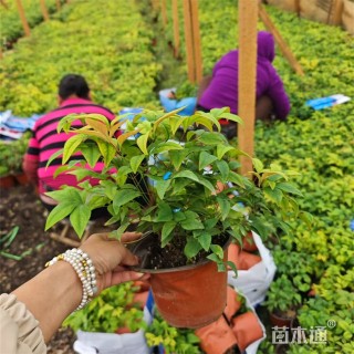 高度32厘米火焰南天竹