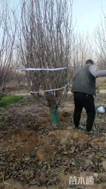 15公分八棱海棠