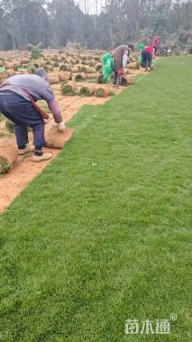 草卷状马尼拉草