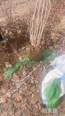 高度200厘米丛生紫荆