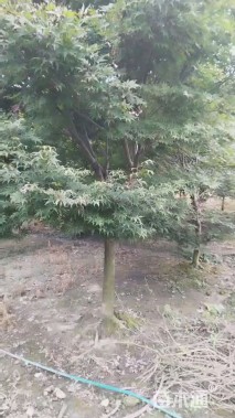 20公分红叶石楠