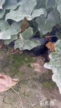 高度40厘米春羽