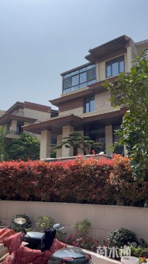 断根苗造型罗汉松