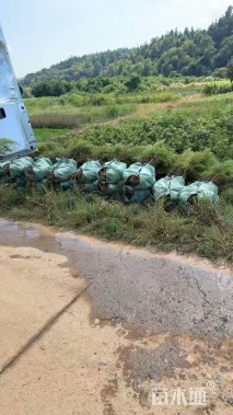 高度100厘米木荷小苗