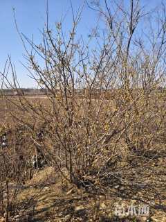 高度200厘米丛生蜡梅