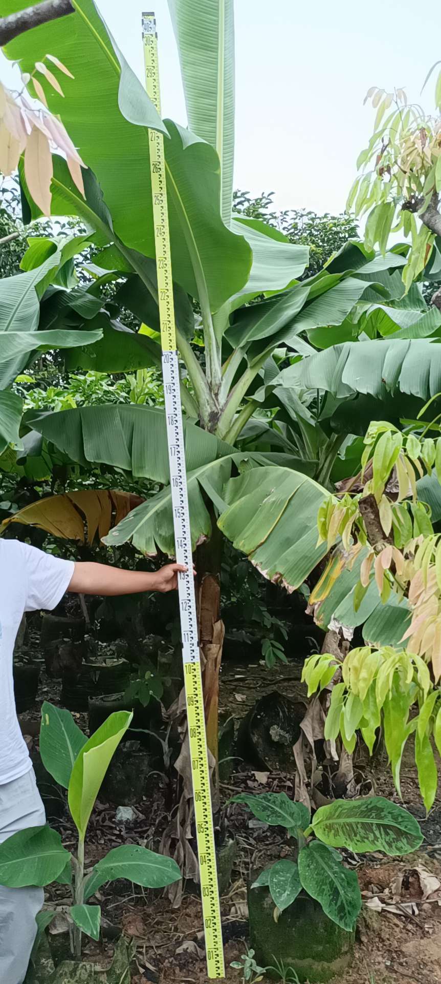 高度200厘米芭蕉