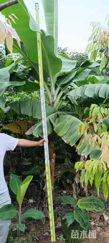 高度200厘米芭蕉