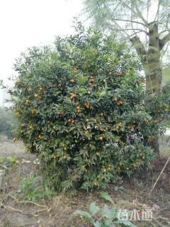 高度200厘米金桔