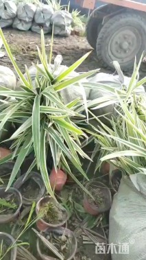 高度30厘米山管兰