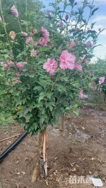 高度150厘米重瓣木槿