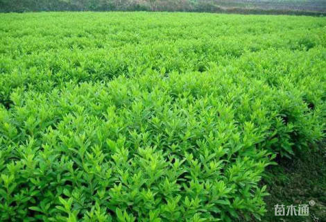 高度30厘米毛鹃