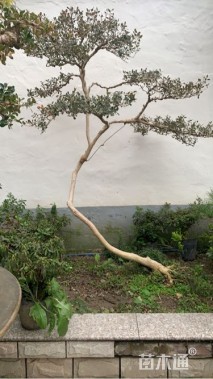 高度160厘米小叶黄杨