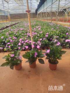 高度15厘米凤仙花