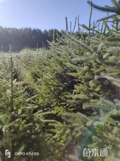 高度120厘米青海云杉小苗