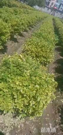 冠幅100厘米金边黄杨球