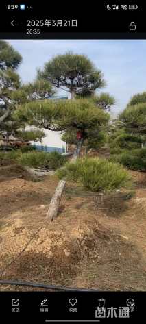 15公分造型黑松