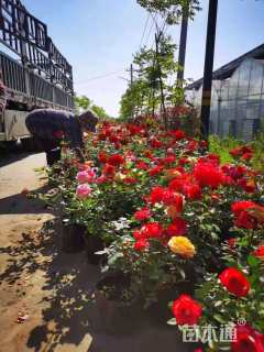 高度30厘米大花月季