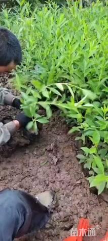 高度60厘米连翘