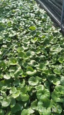 高度20厘米大吴风草