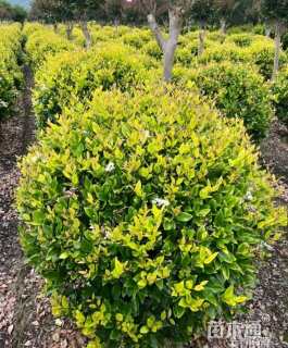 冠幅50厘米金森女贞球