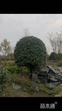 15公分红叶石楠