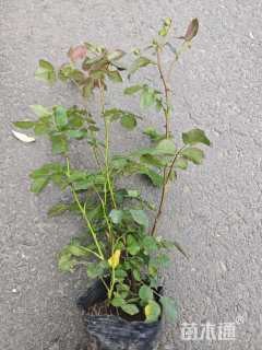 高度30厘米月季小苗