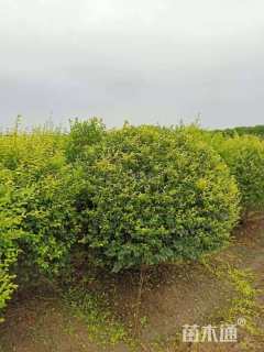 冠幅180厘米金冠女贞球