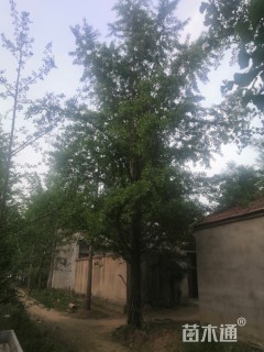 银杏