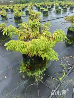 高度60厘米接骨木