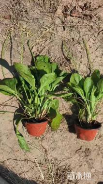 高度20厘米车前草